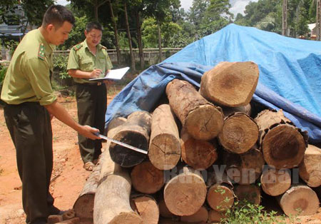 Cán bộ Trạm Kiểm lâm Cầu Gỗ, huyện Văn Chấn kiểm kê lâm sản tịch thu.